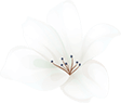 ./assets/home_04_flower_01.png